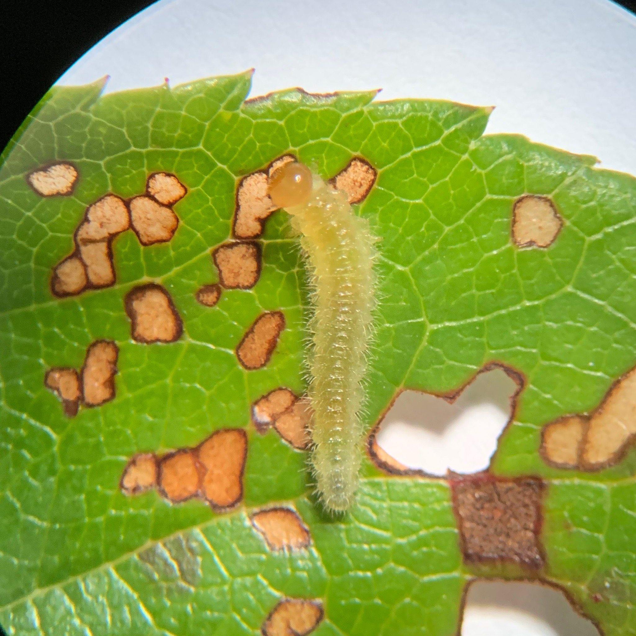 Rose slug sawfly larva